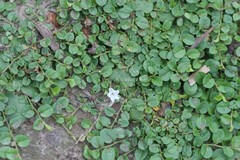 Evolvulus nummularius